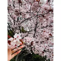 黒川 すみれ