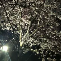菜月