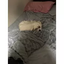 あかね