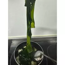 えりか