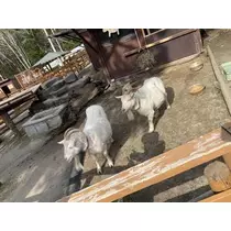 あやの