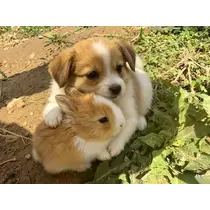 はるせ