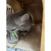 なっちゃん