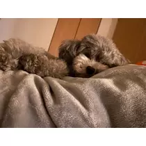 うづき ふうか