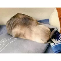 ひな