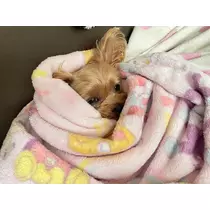 杠 いちか
