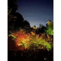 姫花