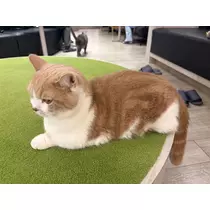 マコト