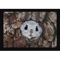 えみり