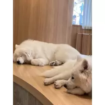 みさ