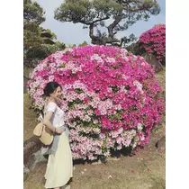 さくら