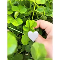 あこ