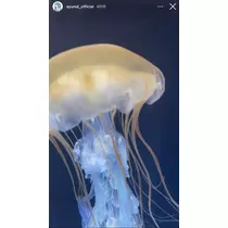 七星 夏純