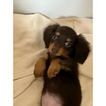 かんな