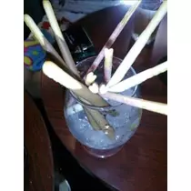 愛羽 仁美