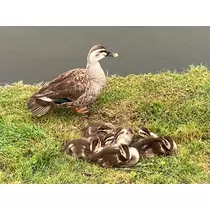 夏樹 あや