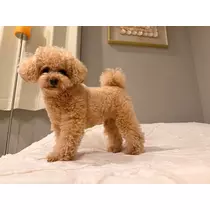夏目 梨仔