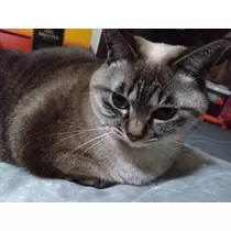 ひな