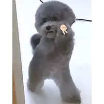 司