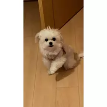 もね