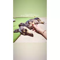 紗貴