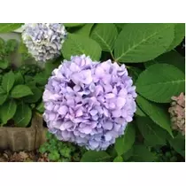 七星 夏純
