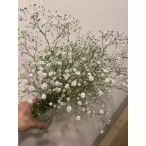 美月