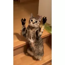 セナ