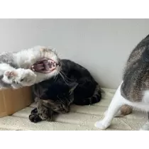 ねね