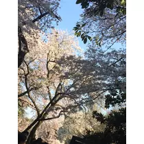 のあ