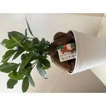 かえで