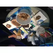 かれん