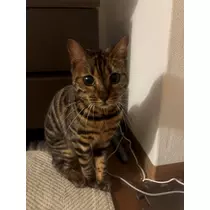 夢咲 さくら