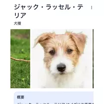 緑 四葉