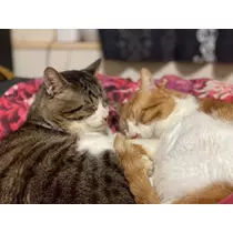 ほのか