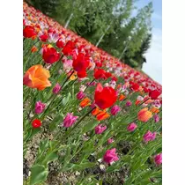 結城 かなの