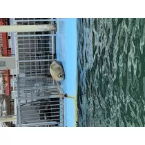 宝條 夏恋