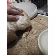 ほのか