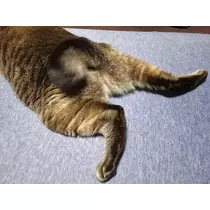 ひな