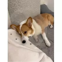 足立 はな