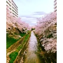 ゆかり