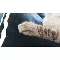 ひな