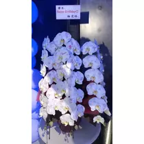 愛羽 仁美