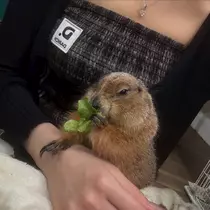ナナ