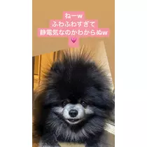 桜嬢