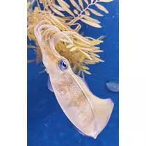 ひな