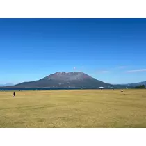 椿