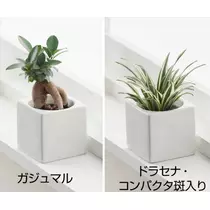 愛羽 仁美