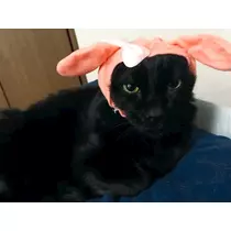 さつき