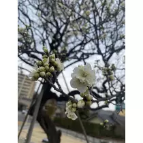 ちひろ